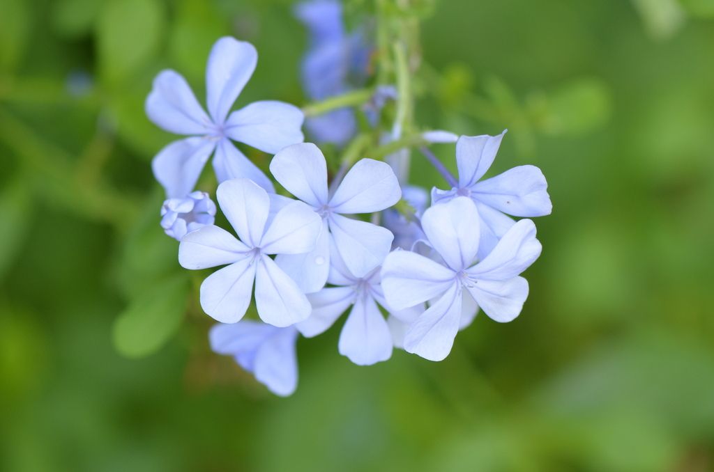 Cape leadwort (Plumbago auriculata)