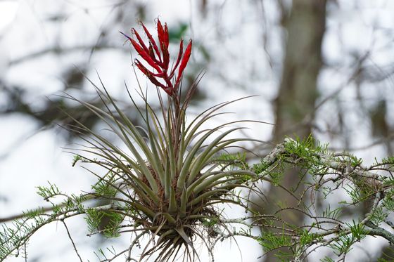 Cardinal airplant (Tillandsia fasciculata)