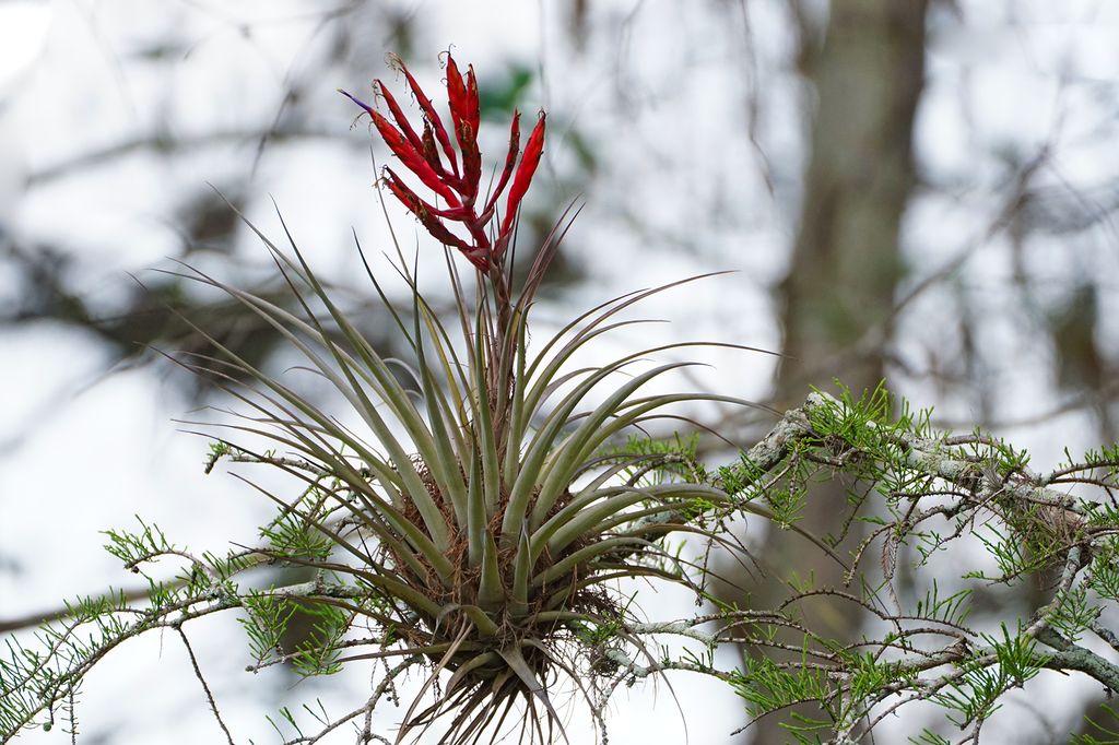 Cardinal airplant (Tillandsia fasciculata)