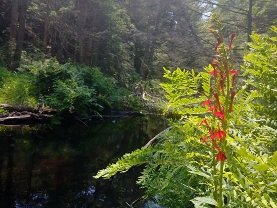 Cardinal flower (Lobelia cardinalis)
