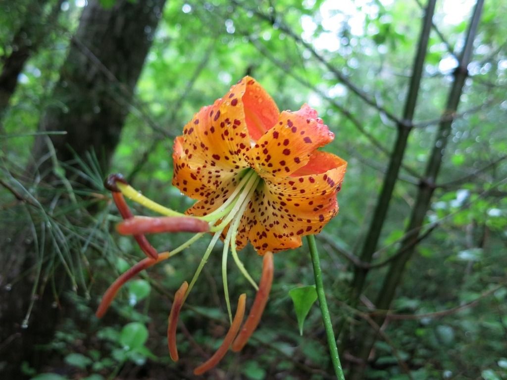 Carolina lily (Lilium michauxii)