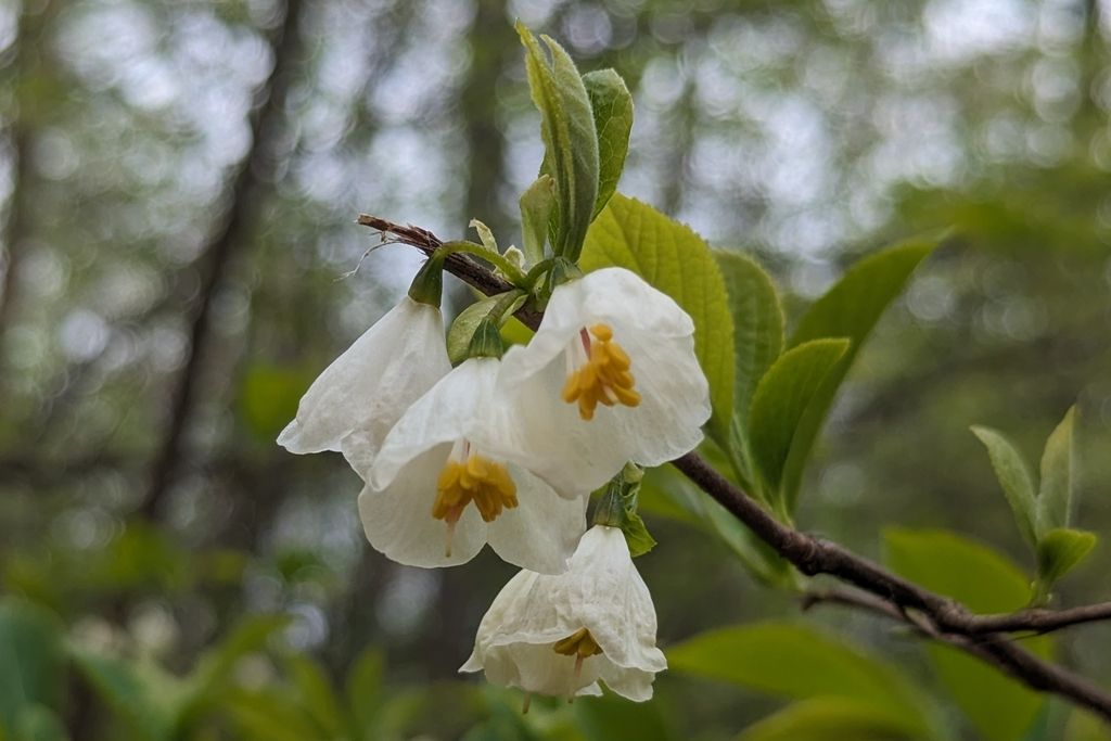 Carolina silverbell (Halesia carolina)
