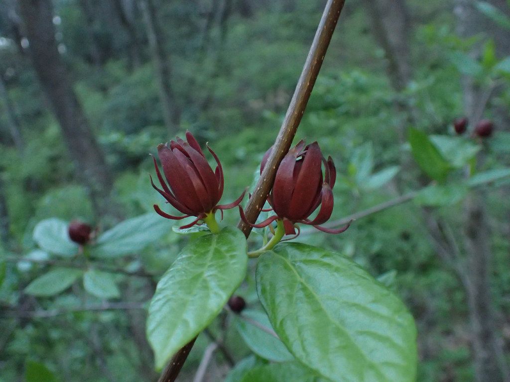 Carolina sweetshrub (Calycanthus floridus)