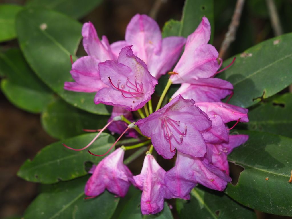 Catawba rhododendron (Rhododendron catawbiense)