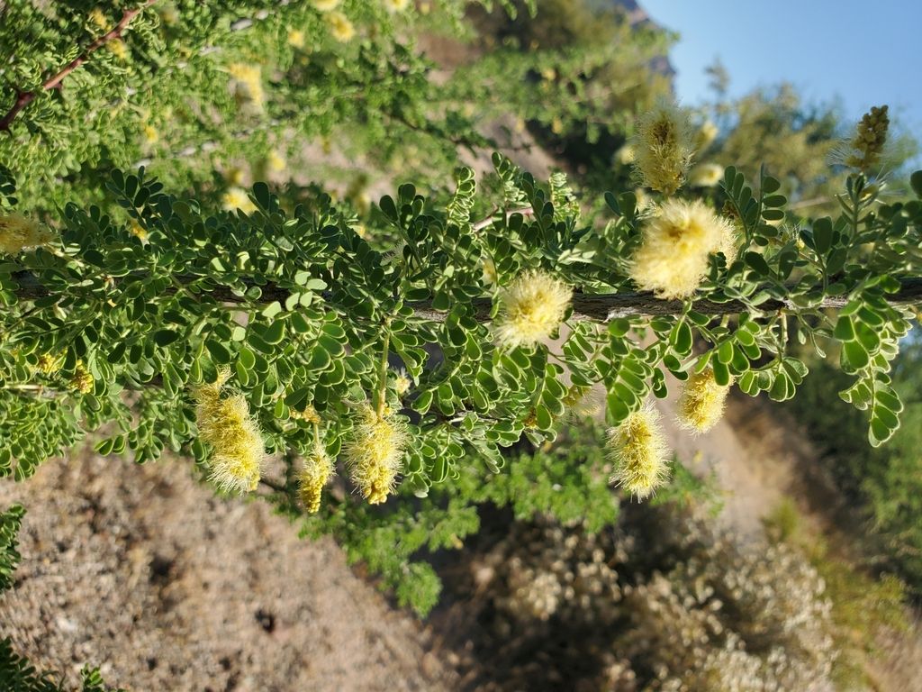 Catclaw acacia (Senegalia greggii)