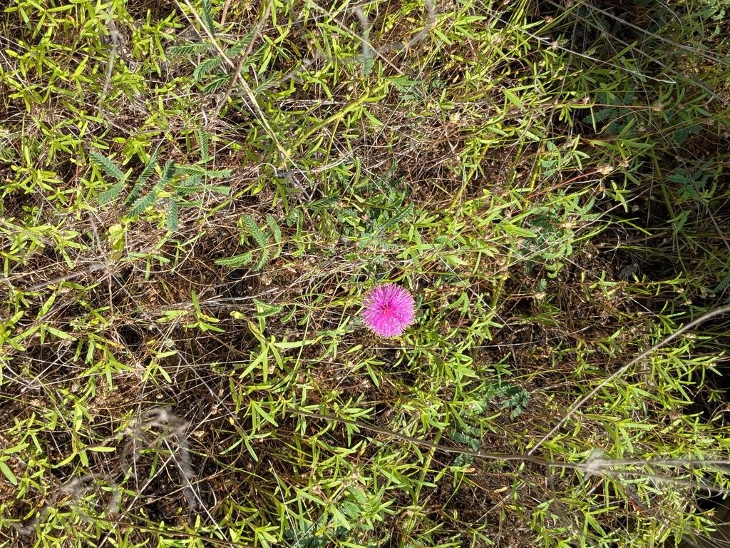 Catclaw briar (Mimosa nuttallii)