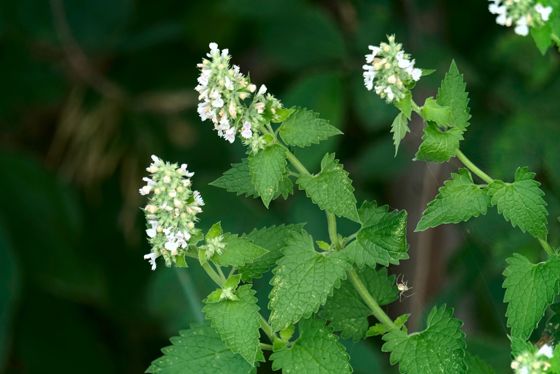 Catnip (Nepeta cataria)