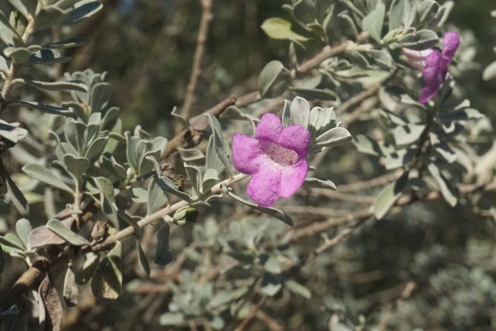 Cenizo (Leucophyllum frutescens)