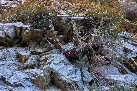 Chalk dudleya (Dudleya pulverulenta)