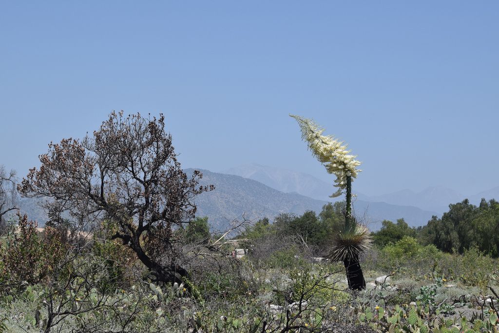 Chaparral yucca (Hesperoyucca whipplei)