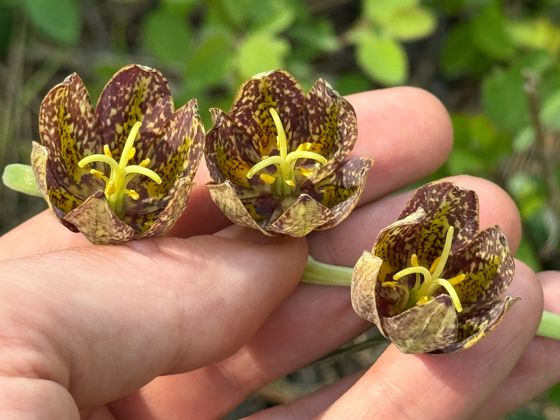 Checker lily (Fritillaria affinis)
