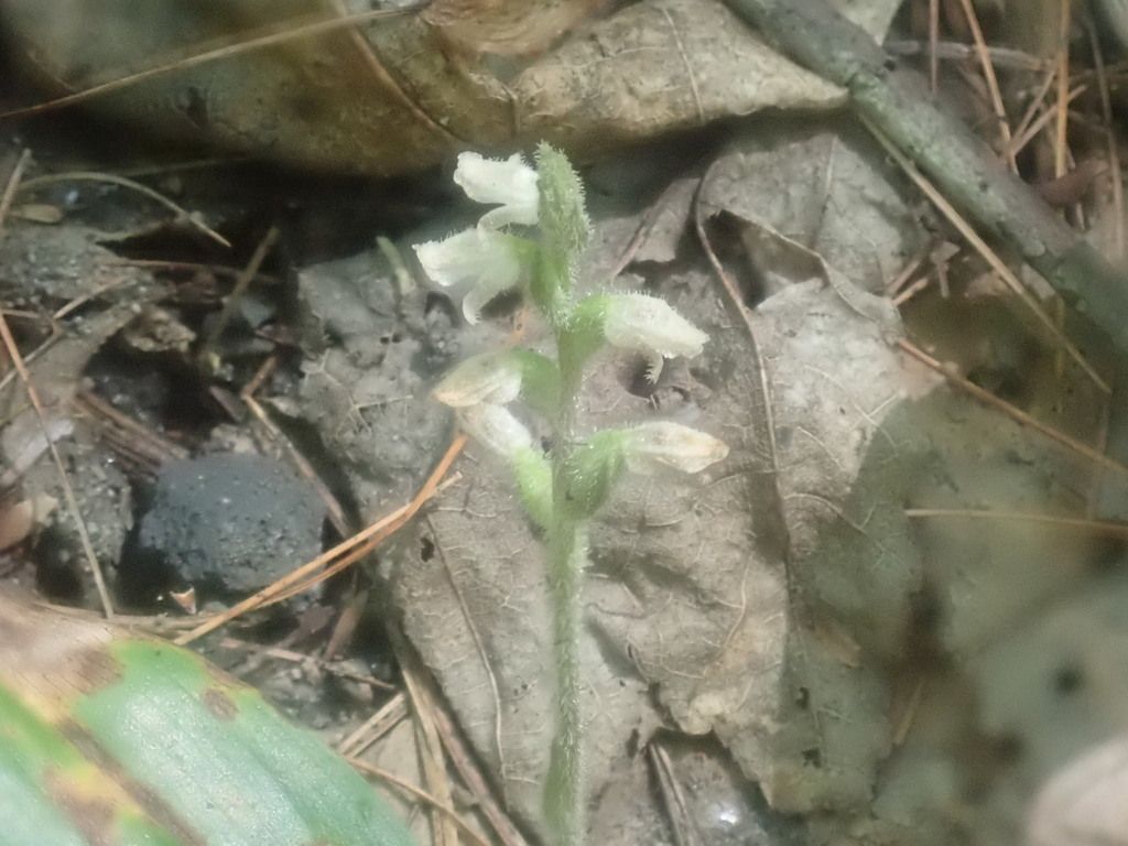 Checkered rattlesnake plantain (Goodyera tesselata)