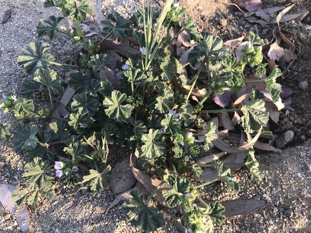 Cheeseweed mallow (Malva parviflora)