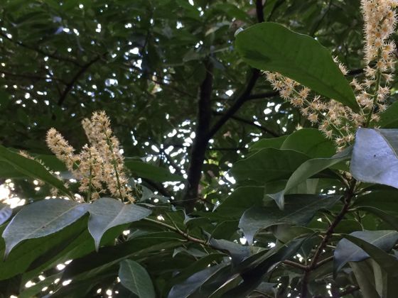 Cherry laurel (Prunus laurocerasus)