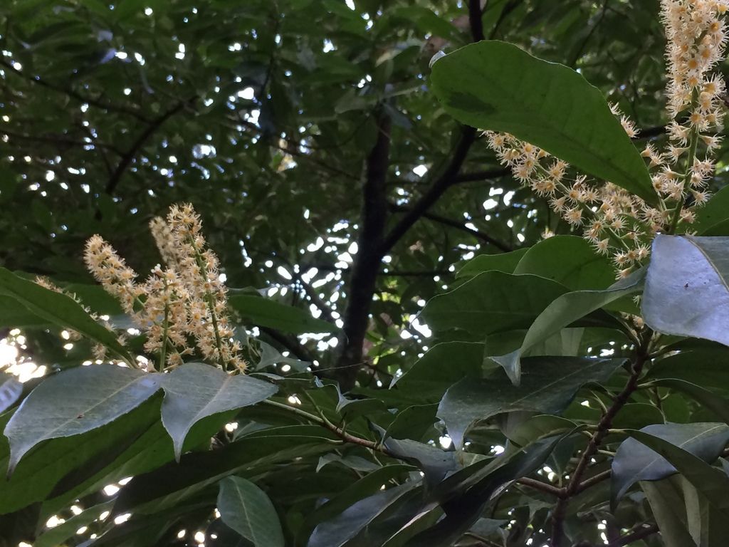 Cherry laurel (Prunus laurocerasus)