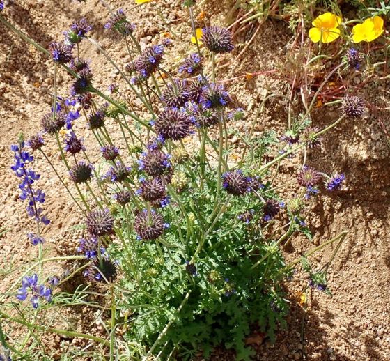 Chia (Salvia columbariae)
