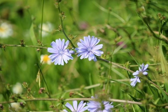 Chicory (Cichorium intybus)