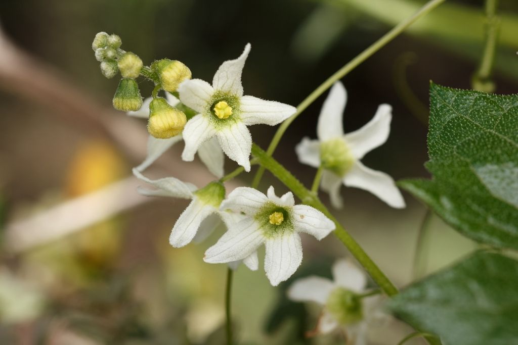 Chilicothe (Marah macrocarpa)
