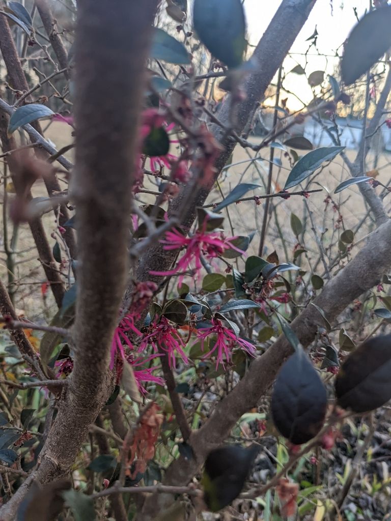 Chinese fringe flower (Loropetalum chinense)