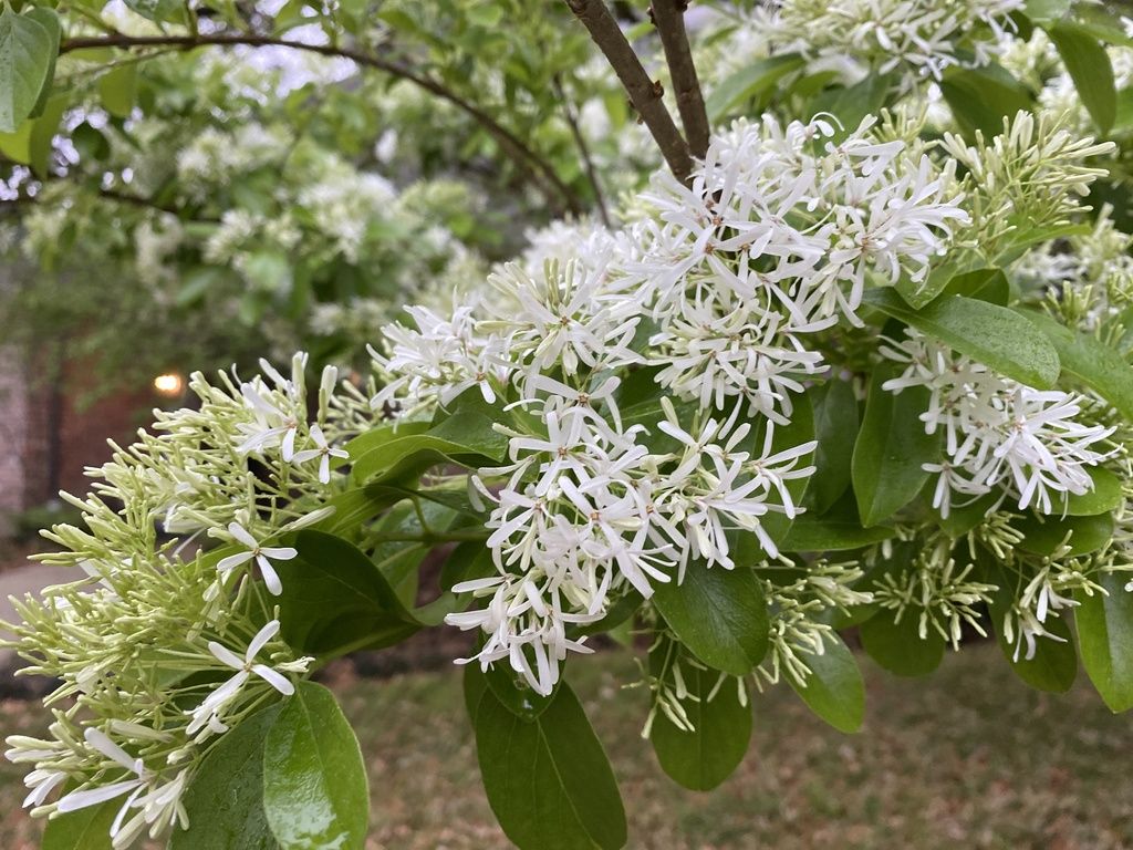 Chinese fringetree (Chionanthus retusus)