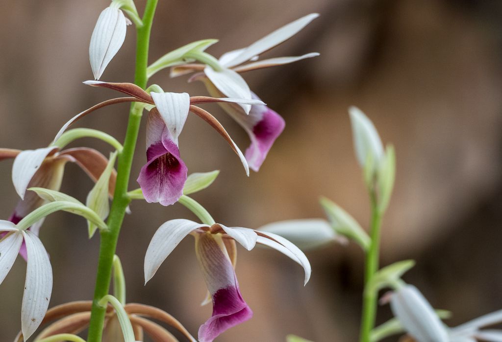 Chinese ground orchid (Calanthe tankervilleae)