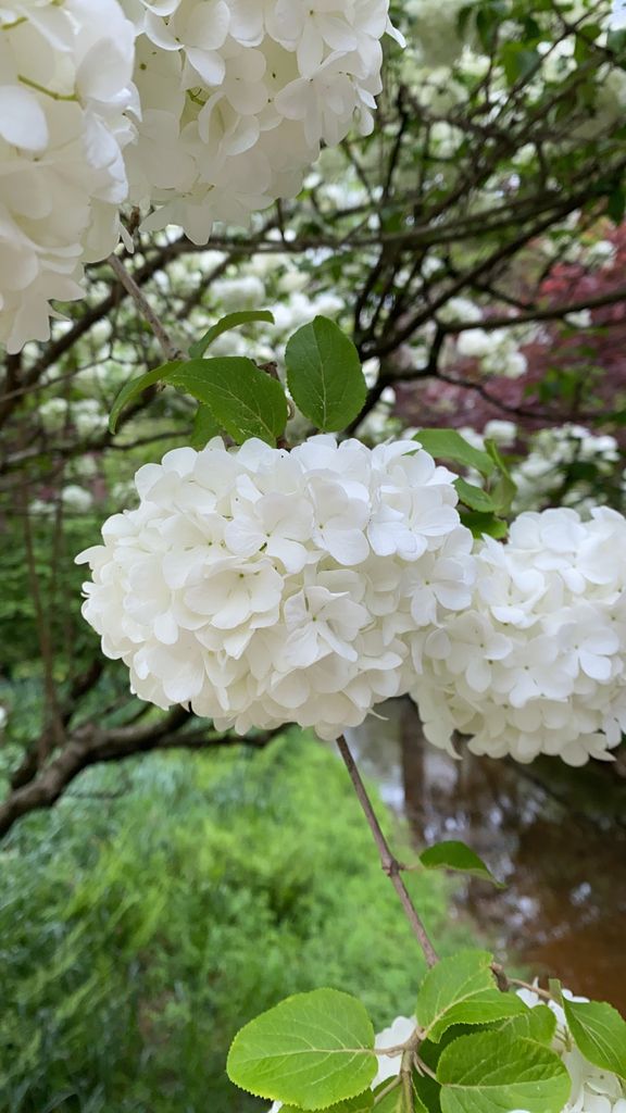 Chinese snowball viburnum (Viburnum macrocephalum)