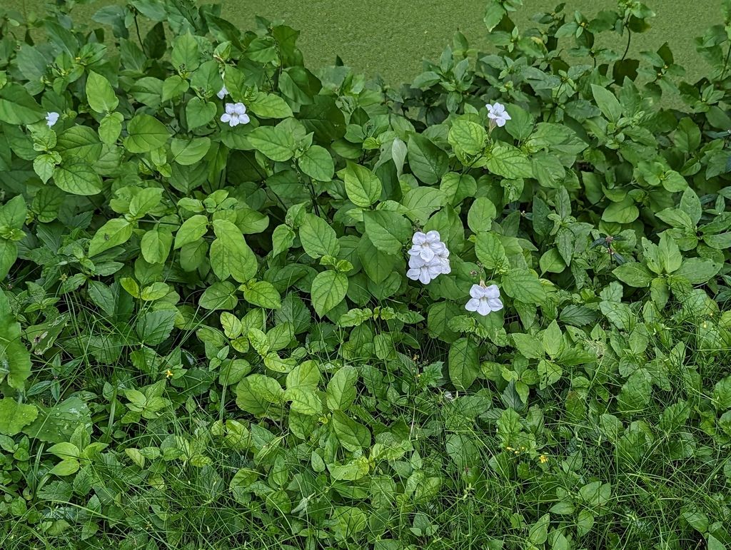 Chinese violet (Asystasia gangetica)