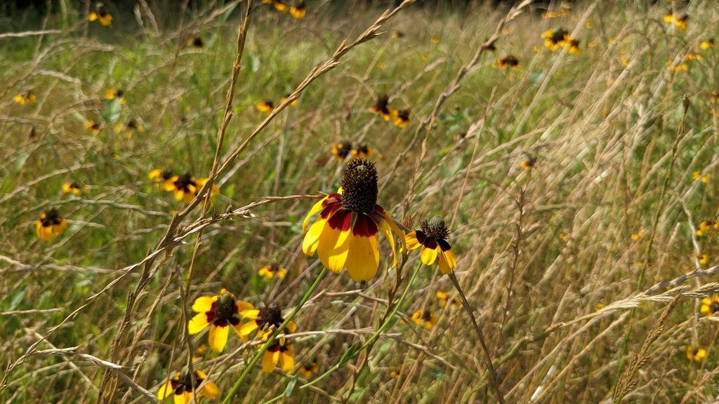 Clasping coneflower (Rudbeckia amplexicaulis)