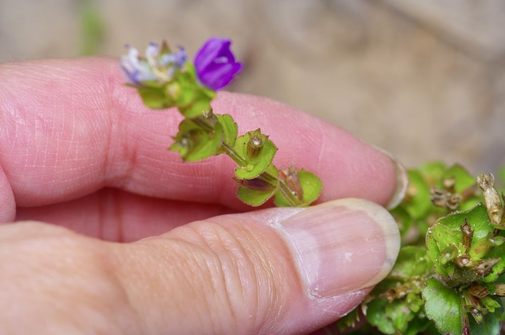 Clasping Venus's looking glass (Triodanis perfoliata)