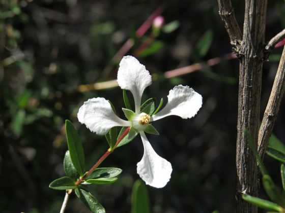 Cliff fendlerbush (Fendlera rupicola)