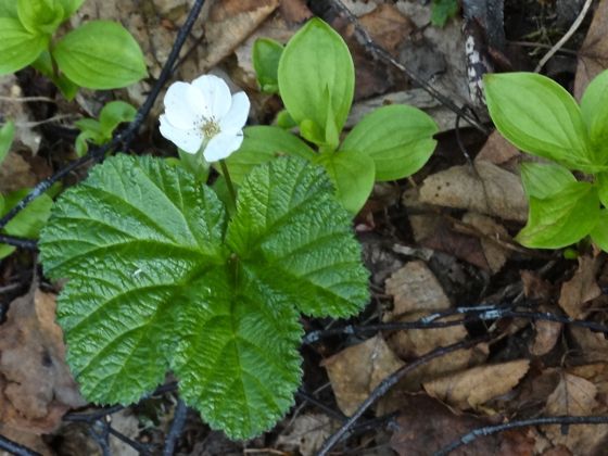 Cloudberry (Rubus chamaemorus)