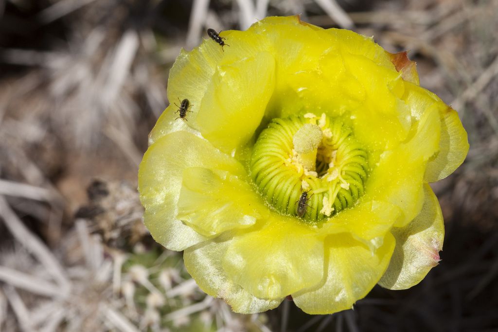 Club-cholla (Grusonia clavata)