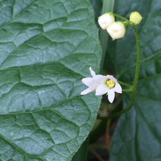 Coastal manroot (Marah oregana)