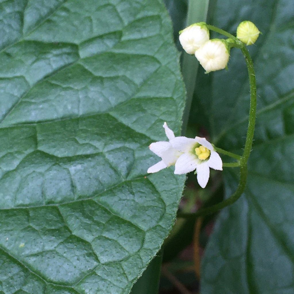 Coastal manroot (Marah oregana)