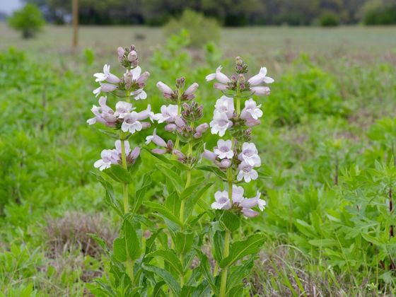 Cobaea beardtongue (Penstemon cobaea)