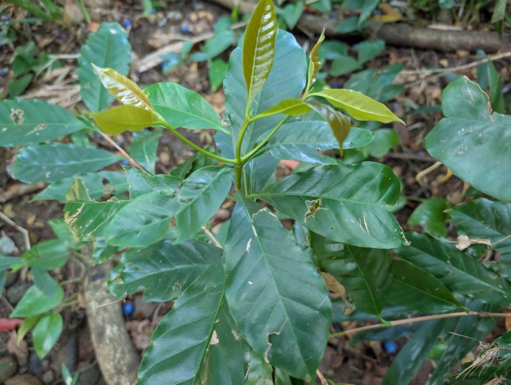Coffee (Coffea arabica)