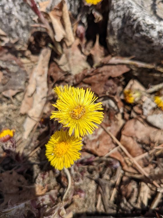 Colt's-foot (Tussilago farfara)