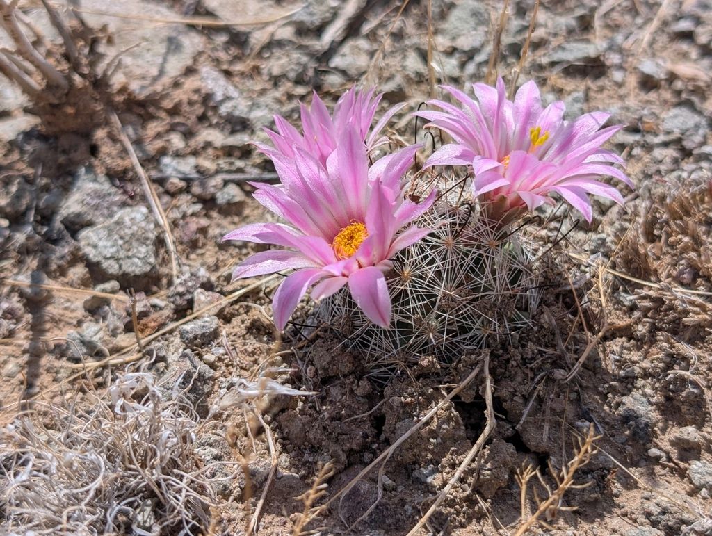 Common fishhook cactus (Cochemiea tetrancistra)