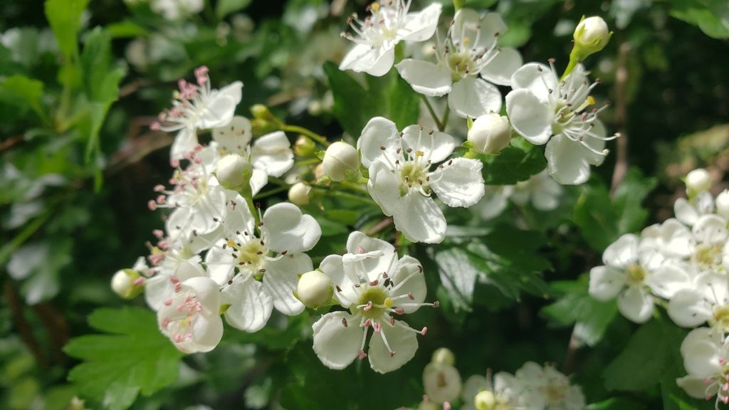 Common hawthorn (Crataegus monogyna)