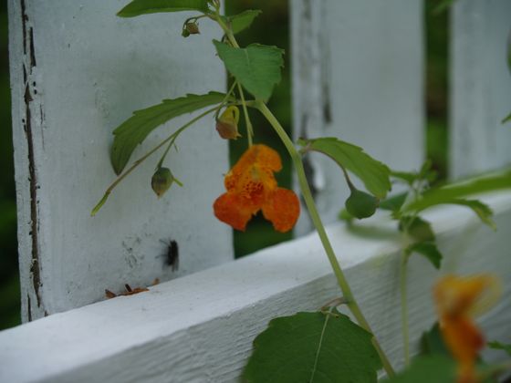 Common jewelweed (Impatiens capensis)