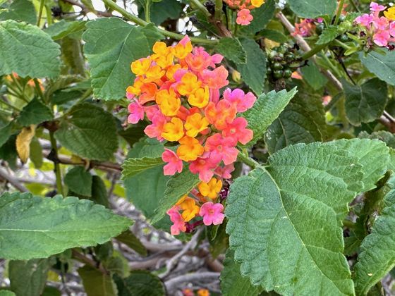 Common lantana (Lantana camara)