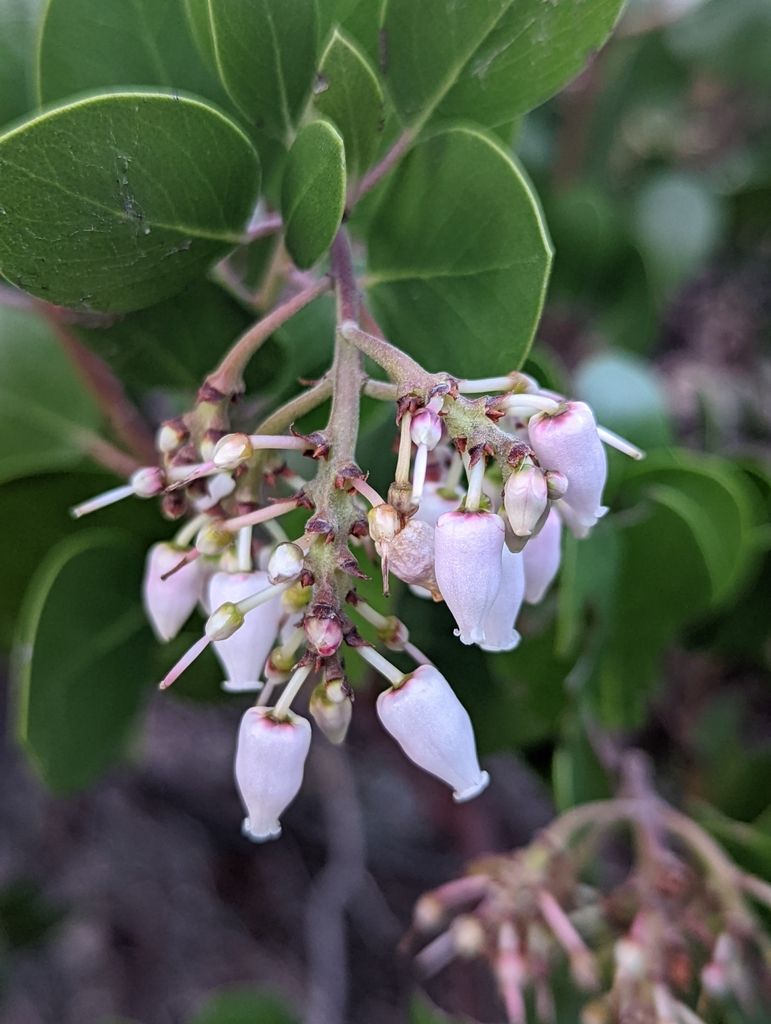 Common manzanita (Arctostaphylos manzanita)