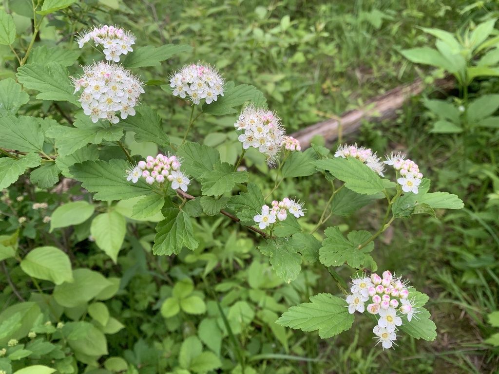 Common ninebark (Physocarpus opulifolius)