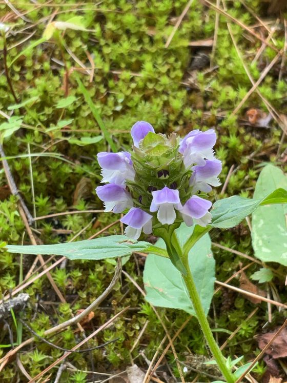 Common selfheal (Prunella vulgaris)
