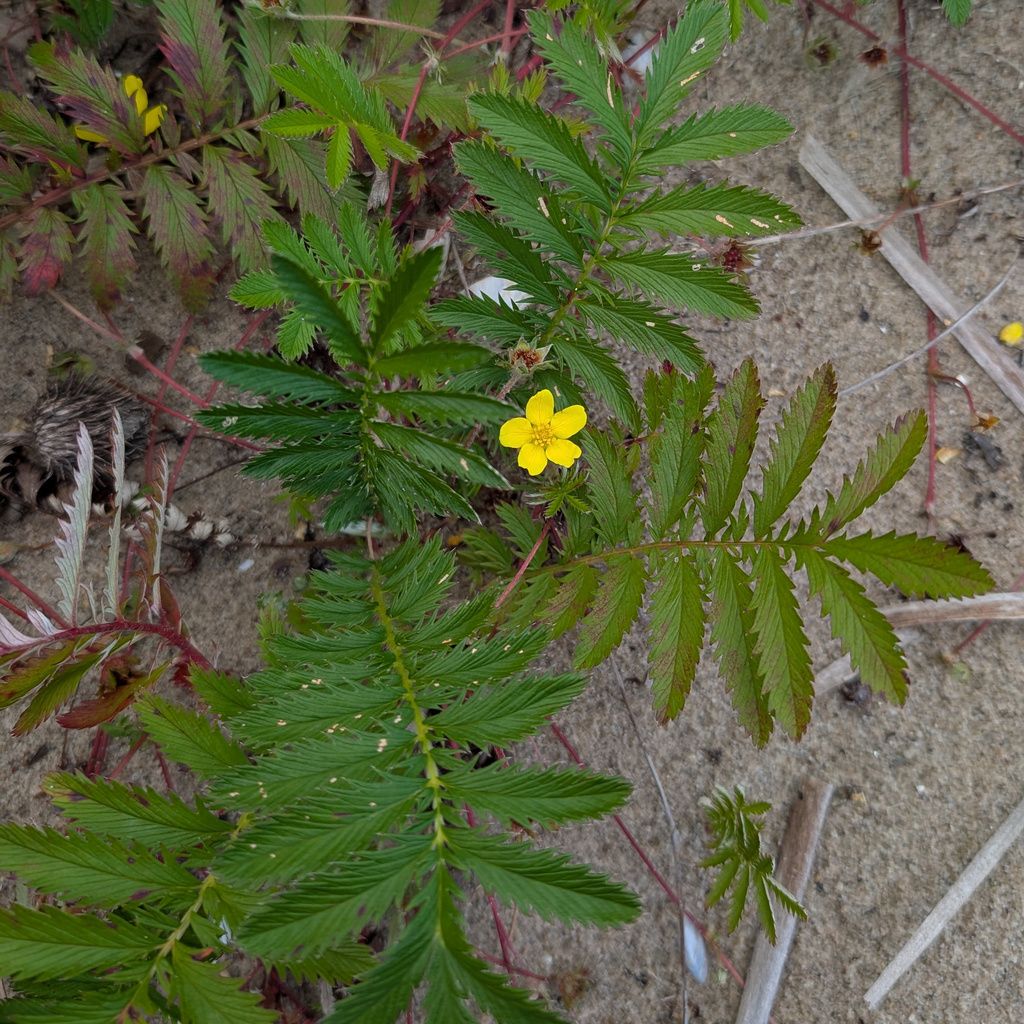 Common silverweed (Argentina anserina)