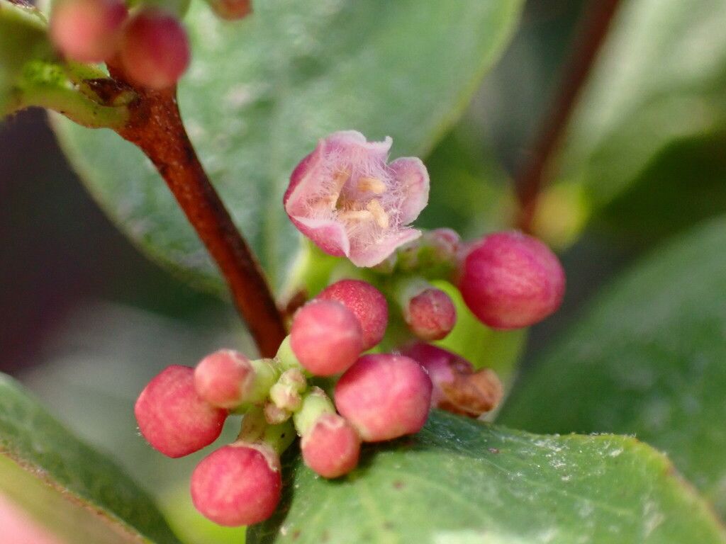 Common snowberry (Symphoricarpos albus)