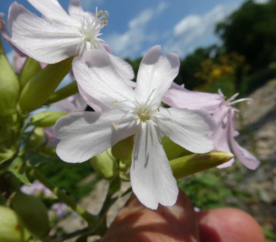Common soapwort (Saponaria officinalis)