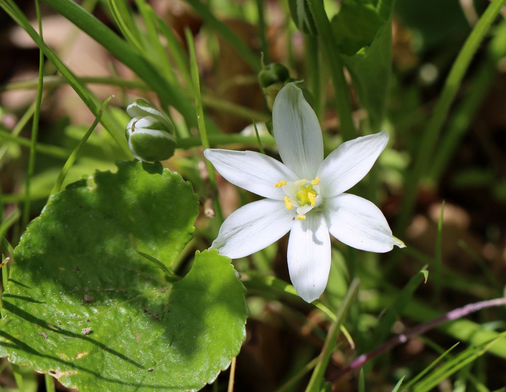 Common star-of-Bethlehem (Ornithogalum umbellatum)