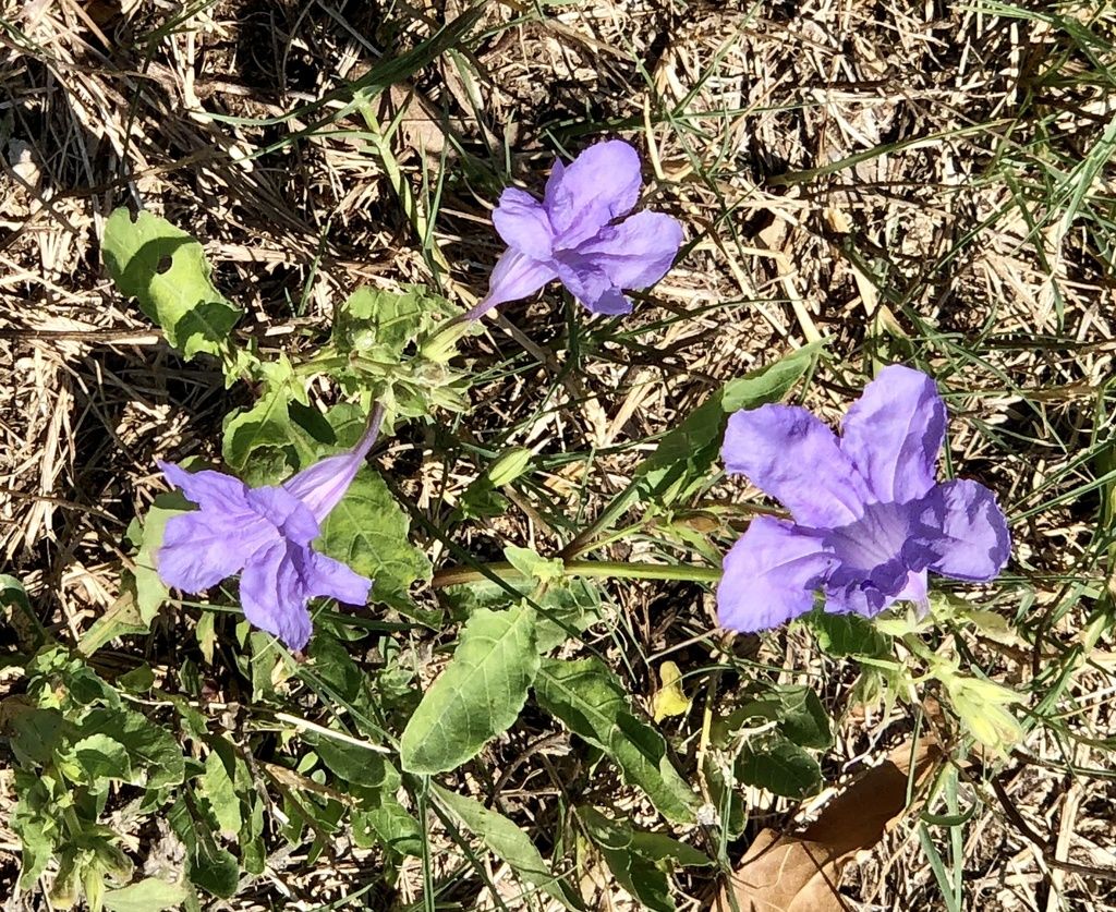 Common wild petunia (Ruellia nudiflora)