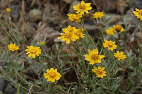 Common woolly sunflower (Eriophyllum lanatum)